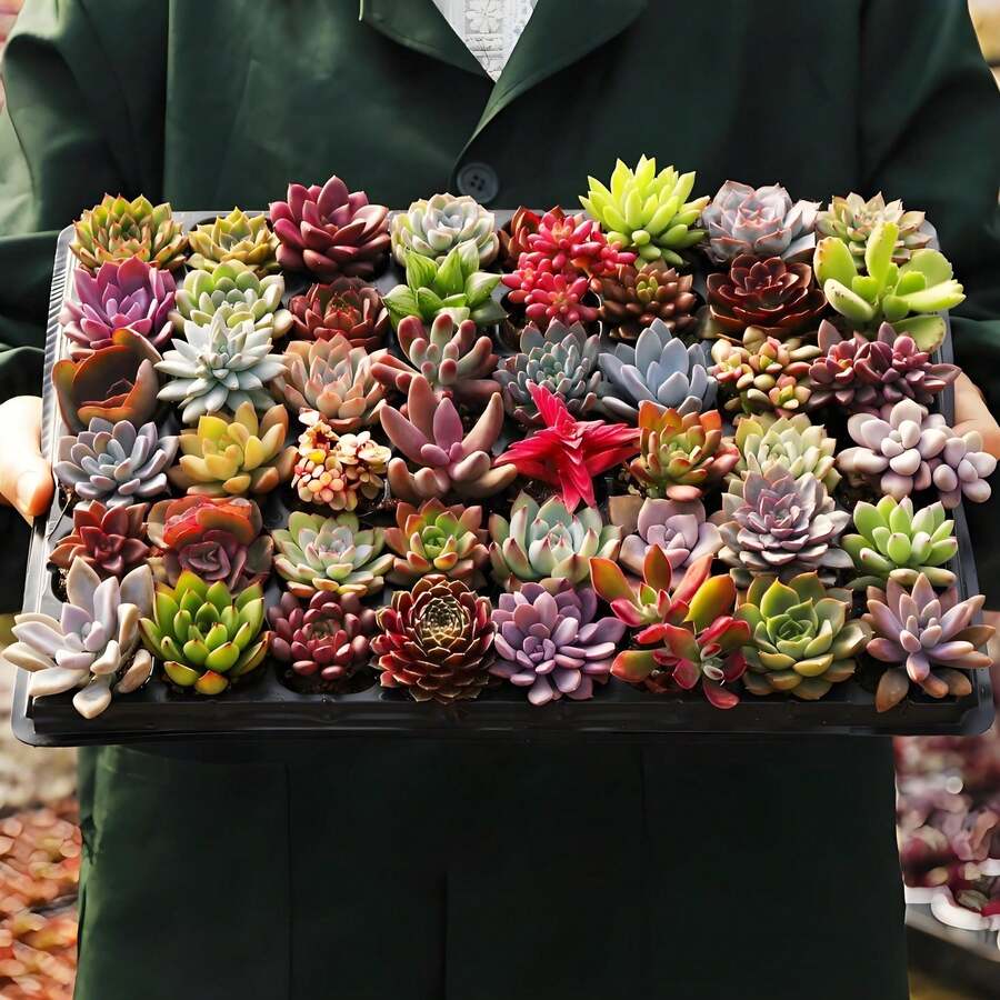 Bonsai - 50pcs With 10 Kinds - View 1