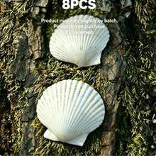 5/8/20pcs Natural Scallop Shells, White Scallop Shells, Home Decor, DIY Painting, Baking, Beach, Wedding Decor, Aquarium Decor, Beach Wedding Decor, Perfect For Craft Enthusiasts - A - View 13