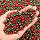 Red + Green