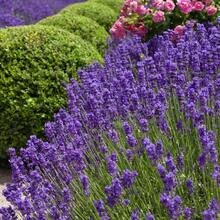 Bonsai - Purpura - View 3