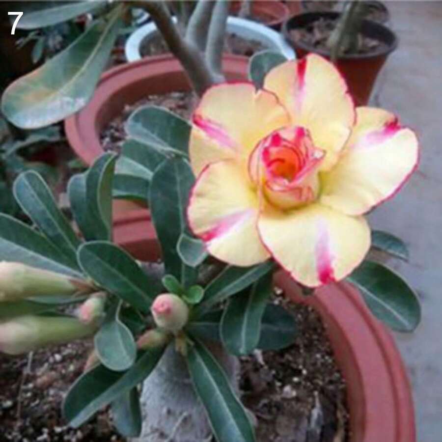 20 piezas de semillas de Adenium Obesum, rosa del desierto - 100 - Ver 1