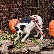 HaoX Pet Spider Cosplay Costume Set, Halloween Funny Dress-Up Outfit, Holiday Gift Party Decoration Clothes, Cat & Dog Transformation Costume(Cat Halloween,Dog Stuff,Dog Costumes Halloween)Puppy Keep On She In Black Cat Costume Puppy Dog Cat Clothes - Multicolor - View 3