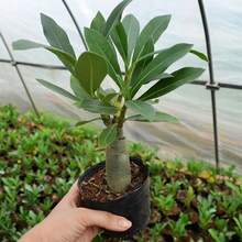 20 piezas de semillas de Adenium Obesum, rosa del desierto - 100 - Ver 2