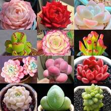 Una colección completa de 2000 variedades de semillas mixtas de plantas suculentas de lujo, combinaciones fáciles de cultivar para principiantes, flores para interiores y oficinas, plantas verdes y pequeñas plantas en maceta. - 2000 unidades - Ver 1