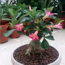 20 piezas de semillas de Adenium Obesum, rosa del desierto - 100 - Ver 4