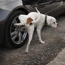 Protetor Rodas Carro Corino Impermeável Xixi Cachorro Aro 15 - Preto - Visão 10