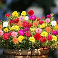 210 piezas de semillas de flores rosadas musgosas - 210 - Ver 5