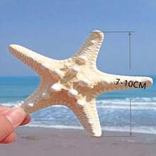 6pcs Natural Conch Shell Five Overlord Mantou Starfish Specimen Mediterranean Platform Decoration Wall Decoration Collection,Home Decoration, Home Decor, Mediterranean Style ﻿Home Decor, Home Decoration, Good Gift Items - 6Pcs - View 2