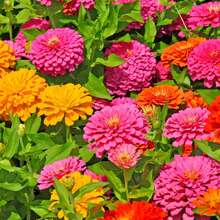 Nursery Planters - A Seed Packet - View 2