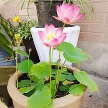 Nursery Planters - 18pcs - View 8