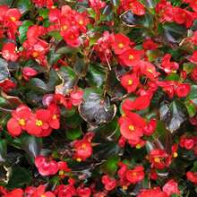 Nursery Planters - 100Seeds - View 1