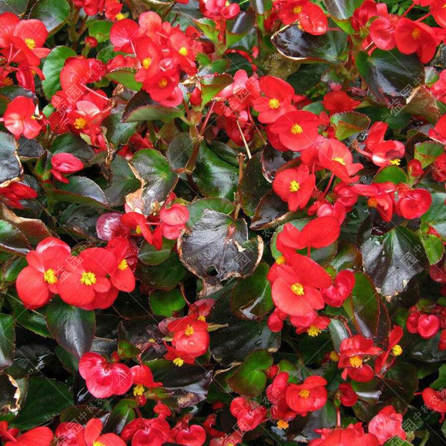 Nursery Planters - 100Seeds - View 1