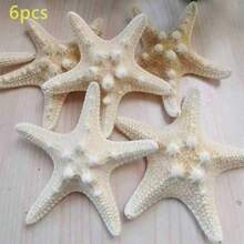 6pcs Natural Conch Shell Five Overlord Mantou Starfish Specimen Mediterranean Platform Decoration Wall Decoration Collection,Home Decoration, Home Decor, Mediterranean Style ﻿Home Decor, Home Decoration, Good Gift Items - 6Pcs - View 7