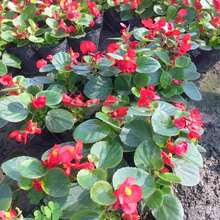Nursery Planters - 100Seeds - View 3