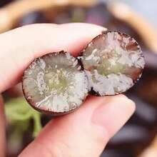 Nursery Planters - 200 Seeds - View 1