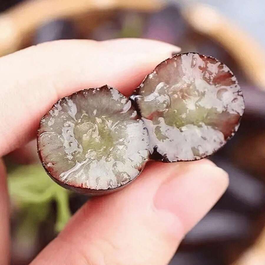 Nursery Planters - 200 Seeds - View 1