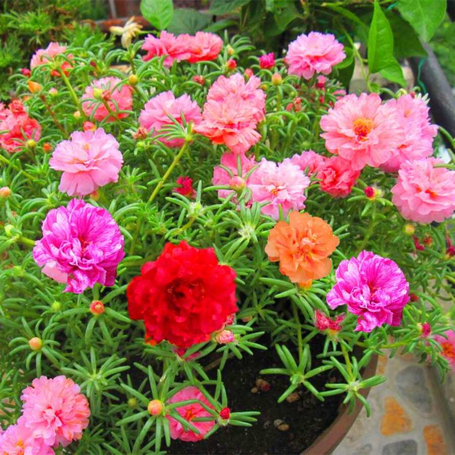 210 piezas de semillas de flores rosadas musgosas - 210 - Ver 1
