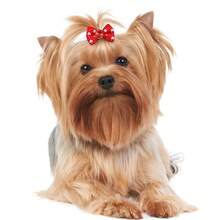 14/62 Pieces Of Diverse Styles, Random Patterns, Bow Bows, Cat And Dog Headwear, Random Patterns, Random Colors, Suitable For Cat And Dog Pet Beauty Products Such As Marzis Teddy Bears, Etc - Multicolor - View 7