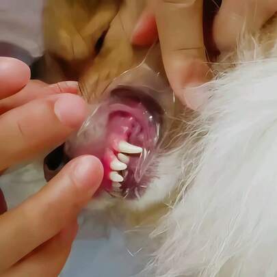 Alat Bantu Pembersih Gigi Pembuka Mulut Anjing Peliharaan, Alat Pembersih Gigi Transparan untuk Anak Anjing, Cocok untuk Menyikat Gigi Anjing