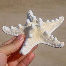 6pcs Natural Conch Shell Five Overlord Mantou Starfish Specimen Mediterranean Platform Decoration Wall Decoration Collection,Home Decoration, Home Decor, Mediterranean Style ﻿Home Decor, Home Decoration, Good Gift Items - 6Pcs - View 6