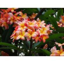 Nursery Planters - 10Pcs Plumeria Rubra Seeds - View 7