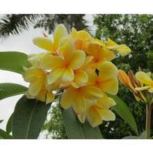 Nursery Planters - 10Pcs Plumeria Rubra Seeds - View 2