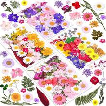 Natural Dried Pressed Flowers For Candle Decoration Resin DIY Crafts, Real Dried Flowers For Bookmark Jewelry Making, Candle Making, Soap Making, Phone Cases, Mirror Decoration, Notebooks, Please Note: The Shape And Color Of The Flowers May Differ From The Images. (Processed And No Pest Risk) - Beautiful Flowers - View 3