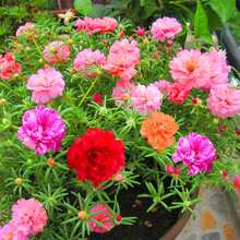 210 piezas de semillas de flores rosadas musgosas - 210 - Ver 3