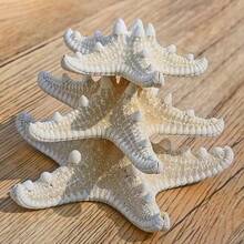 6pcs Natural Conch Shell Five Overlord Mantou Starfish Specimen Mediterranean Platform Decoration Wall Decoration Collection,Home Decoration, Home Decor, Mediterranean Style ﻿Home Decor, Home Decoration, Good Gift Items - 6Pcs - View 5