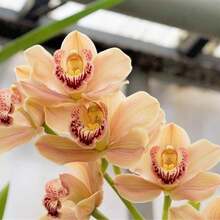 Semillas de Flor-de-Luce para Jardinería Doméstica - 100 piezas - Ver 1