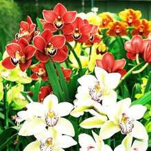 Semillas de Flor-de-Luce para Jardinería Doméstica - 100 piezas - Ver 7