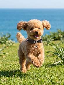 豹紋手工寵物項圈附銀色鈴鐺，貓狗通用，Happy Puppy 寵物用品，適合小型至中型貓狗全年配戴，室內或戶外玩耍適用 - 黑色 - 查看 2