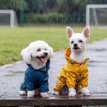 1 buah Jas Hujan Tahan Air Seluruh Tubuh untuk Anjing Ukuran Kecil hingga Sedang, Setelan Pelindung Hujan Empat Kaki, Cocok untuk Teddy, Pomeranian, Bichon, dan Ras Anjing Lainnya - MultiWarna - View 10