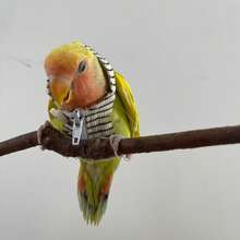 Parrot Bird Outdoor Flight Training Vest With Hat Bird Clothes - View 5