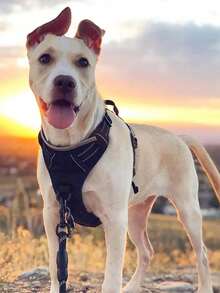 High Reflective Dog Harness Leash Collar Set, Adjustable Padded Dog Vest, Reflective Non-Obstructive Pet Oxford Vest With Front & Back Easy Control Handles, Comfortable, No-Choke Design Pet Vest Leash Collar Set - Ideal Choice For Outdoor Adventure, Multiple Sizes - Suitable For Small, Medium And Large Pets (If In Doubt Between 2 Sizes, Opt For The Larger Size As It Can Be Adjusted) - Multicolor - View 6