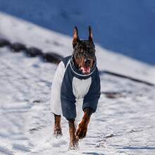 Full Body Dog Coat - Warm Jacket For Medium Dogs, High Collar Winter Coat With Chest Harness, Reflective Dog Snowsuit Windproof Down Jacket With Legs, Four-Legged Snow Suit Pet Warm Coat - Multicolor - View 7