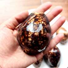 1pc Brown Large Turtle Shell Cowrie (Chocolate Cowrie) Seashell - Mysterious Rare Seashell Craft, Aquarium Decor, Aquarium Decoration Theme Display, Fish Tank Aquarium Landscape Decoration, Micro Landscape Home Decor, Photography Prop Display - A - View 12