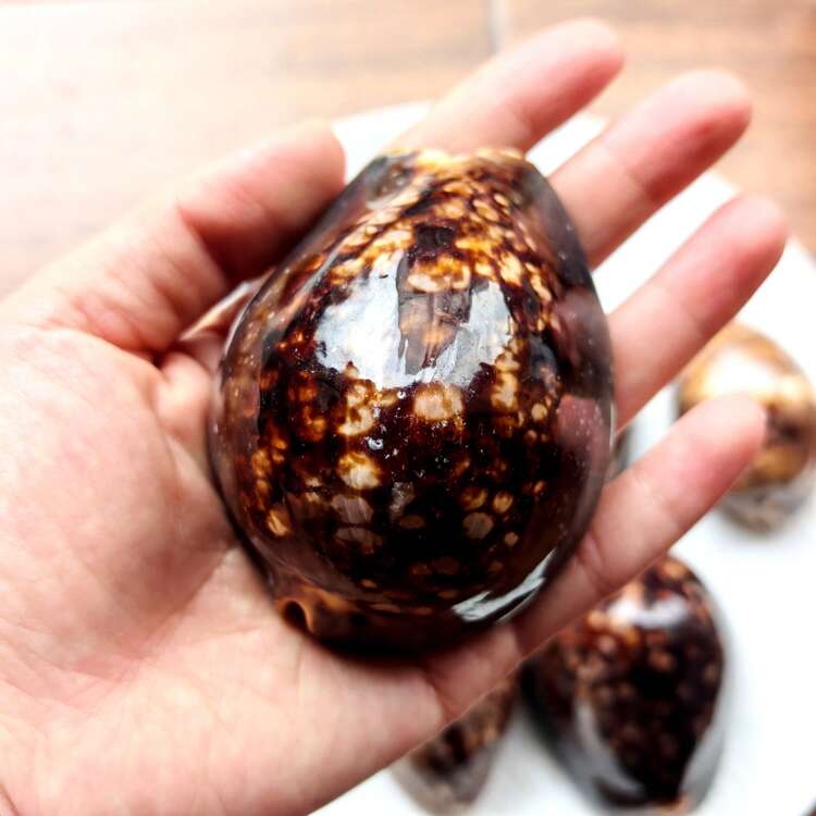 1pc Brown Large Turtle Shell Cowrie (Chocolate Cowrie) Seashell - Mysterious Rare Seashell Craft, Aquarium Decor, Aquarium Decoration Theme Ornament, Fish Tank Landscape Decoration, Micro Landscape Home Decor, Photography Prop, Halloween Gift - A - View 11