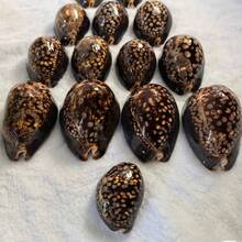 1pc Brown Large Turtle Shell Cowrie (Chocolate Cowrie) Seashell - Mysterious Rare Seashell Craft, Aquarium Decor, Aquarium Decoration Theme Display, Fish Tank Aquarium Landscape Decoration, Micro Landscape Home Decor, Photography Prop Display - A - View 8