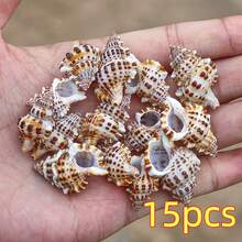 5pcs/15pcs/30pcs Kerang Laut Alami yang Indah (Kerang dengan Pola Kulit Buaya) Kerang Conch, Cocok untuk Dekorasi Pernikahan, Lonceng Angin DIY dan Kerajinan Tangan - Kerang Conch Alami, Digunakan untuk Lanskap Akuarium, Dekorasi Tangki Ikan dan Properti Fotografi, Hadiah Halloween - Mengatur - View 11