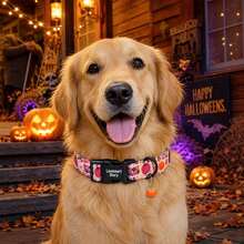 Lionheart Glory Halloween Dog Collar, Pumpkin & Bat Print, Adjustable Autumn Dog Collar, Dog Party Pet Gift - Multicolor - View 6