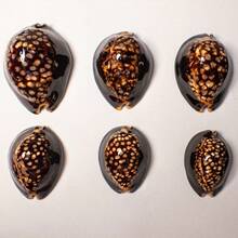 1pc Brown Large Turtle Shell Cowrie (Chocolate Cowrie) Seashell - Mysterious Rare Seashell Craft, Aquarium Decor, Aquarium Decoration Theme Display, Fish Tank Aquarium Landscape Decoration, Micro Landscape Home Decor, Photography Prop Display - A - View 3