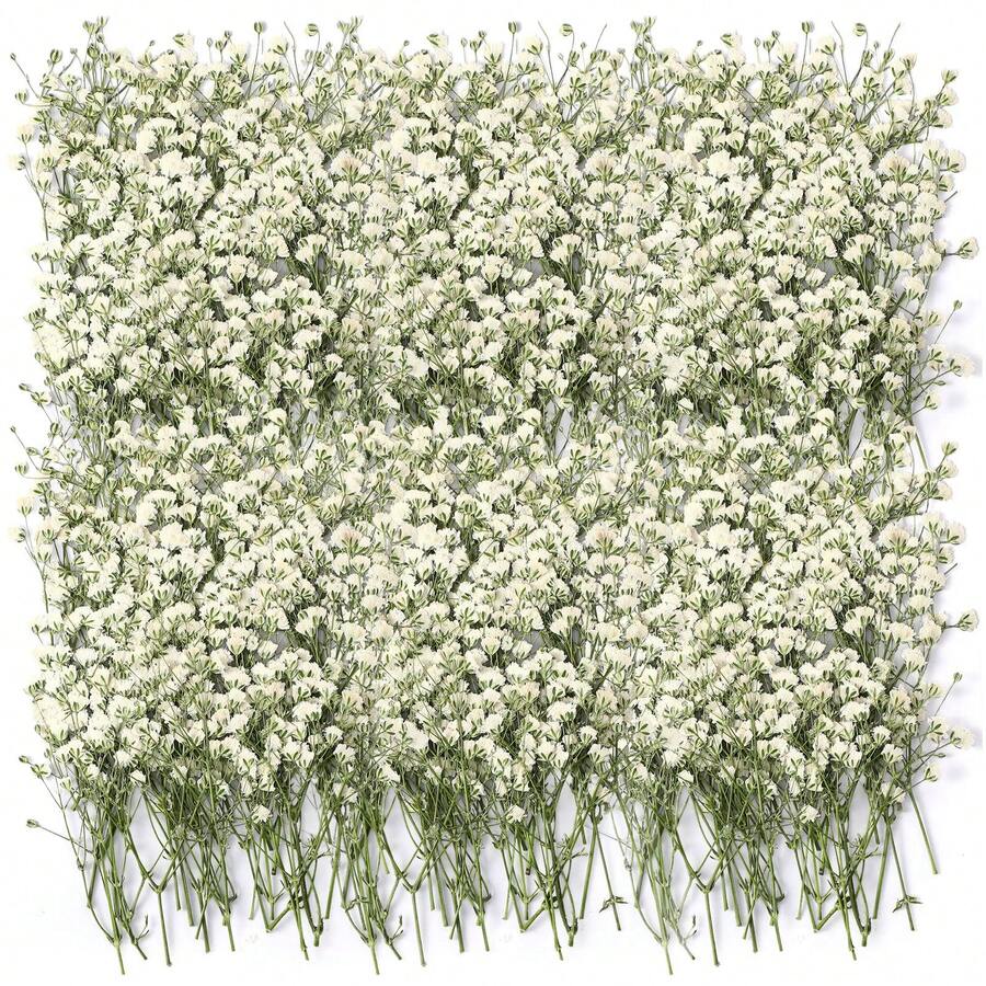 100/200 Pcs Mini Dried Babys Breath Pressed White Flowers Bulk | Natural, Real, Flat Gypsophila Baby's Breath, For Wedding Invitations Making Bookmark Candle Art Craft DIY Home Party Decor - Ivory - View 1