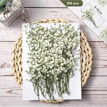 100/200 Pcs Mini Dried Babys Breath Pressed White Flowers Bulk | Natural, Real, Flat Gypsophila Baby's Breath, For Wedding Invitations Making Bookmark Candle Art Craft DIY Home Party Decor - Ivory - View 9