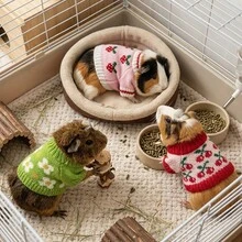 1pc Cute Floral Pattern Knitted Small Pet Sweater, Warm Soft Mini Knitted Outfit, Elastic Pet Winter Clothing, Suitable For Guinea Pig Small Animal Photo Props, Autumn/Winter Small Pet Clothing Accessories, Suitable For 30cm Doll - Multicolor - View 9