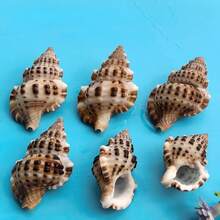 5pcs/15pcs/30pcs Kerang Laut Alami yang Indah (Kerang dengan Pola Kulit Buaya) Kerang Conch, Cocok untuk Dekorasi Pernikahan, Lonceng Angin DIY dan Kerajinan Tangan - Kerang Conch Alami, Digunakan untuk Lanskap Akuarium, Dekorasi Tangki Ikan dan Properti Fotografi, Hadiah Halloween - Mengatur - View 4