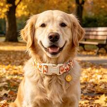Lionheart Glory Autumn Orange Bow Soft Adjustable Dog Collar, Suitable For Small, Medium, Large Female Dogs - Orange - View 6