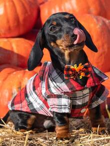 6/16/30/60/100Pcs Autumn Thanksgiving Maple Pumpkin Pet Bow Ties & Neckties, Fabric Flower Elastic Decor For Small & Medium Dogs & Cats, Pet Photoshoot Props For Daily Outfits & Party, Cute Gifts To Make Pets Happy For Pet Birthday & Christmas - Multicolor - View 6
