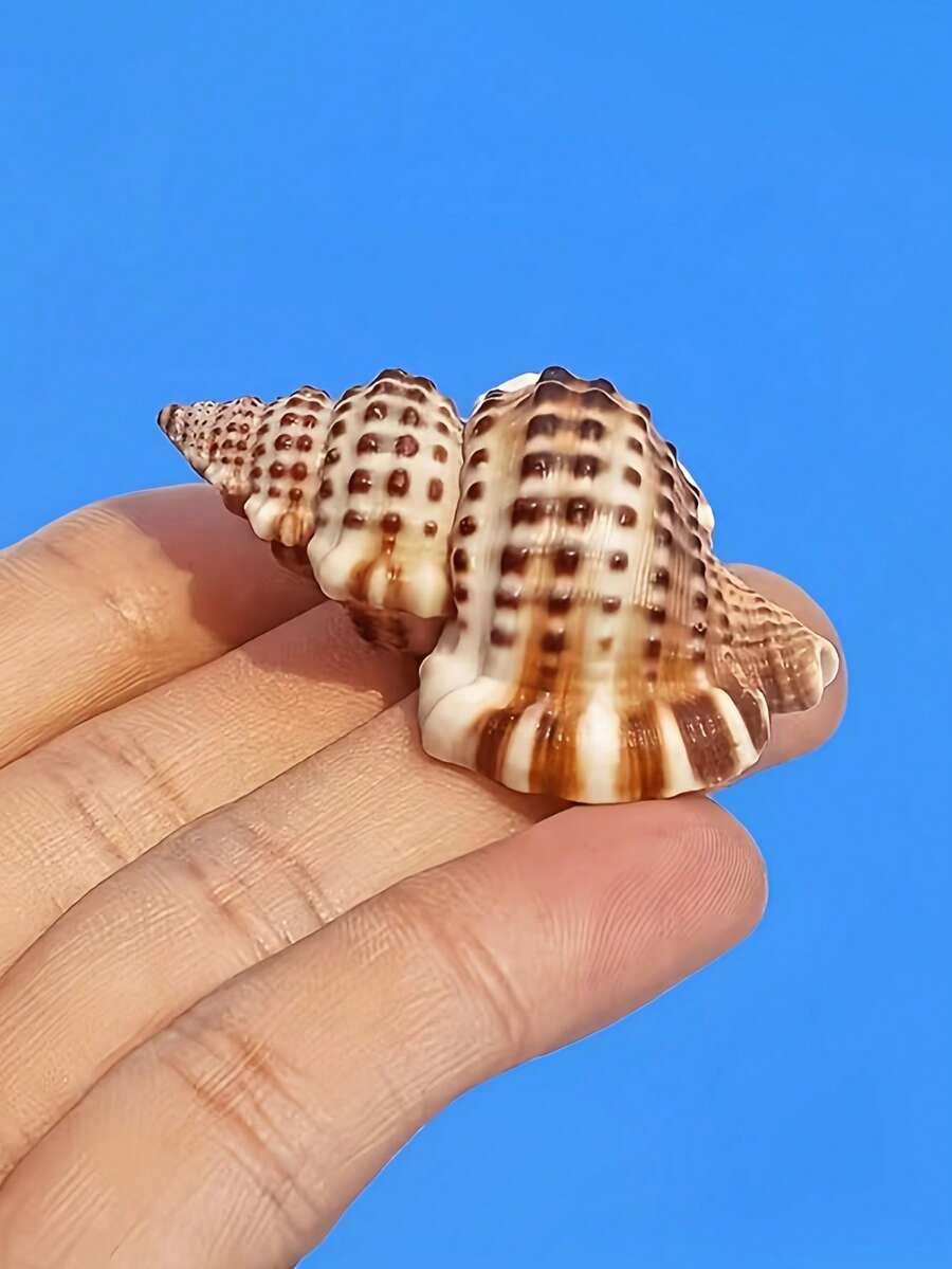 5pcs/15pcs/30pcs Kerang Laut Alami yang Indah (Kerang dengan Pola Kulit Buaya) Kerang Conch, Cocok untuk Dekorasi Pernikahan, Lonceng Angin DIY dan Kerajinan Tangan - Kerang Conch Alami, Digunakan untuk Lanskap Akuarium, Dekorasi Tangki Ikan dan Properti Fotografi, Hadiah Halloween - Mengatur - View 1