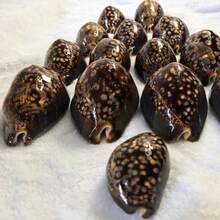 1pc Brown Large Turtle Shell Cowrie (Chocolate Cowrie) Seashell - Mysterious Rare Seashell Craft, Aquarium Decor, Aquarium Decoration Theme Display, Fish Tank Aquarium Landscape Decoration, Micro Landscape Home Decor, Photography Prop Display - A - View 9